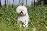 BICHON FRISE 439